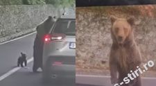 Momentul în care un turist este atacat de un urs, pe Transfăgărășan. Imaginile surprinse de martori