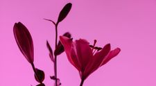(P) Florile preferate ale Reginei Maria