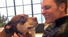 Tom Brady a dezvăluit că și-a clonat câinele! Junie este, de fapt, o clonă a câinelui său decedat, Lua. Cum a fost posibil și cât l-a costat toată procedura