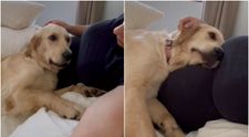 Reacția unui câine când a realizat că stăpâna lui este însărcinată. Imaginile care au emoționat internetul