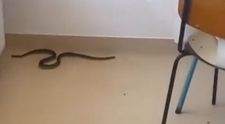 Un șarpe a fost filmat pe holurile unui spital din Olt