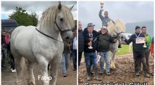 Ce spun oamenii despre proprietarul calului Falko. Autoritățile s-au sesizat după ce animalul a murit în urma unui concurs de tras bușteni