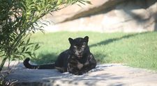Pantera neagră, dată în urmărire generală în Bulgaria, a ajuns la granița cu România. Unde a fost văzută