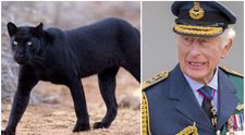 Pantera neagră a ajuns la Regele Charles? Un animal sălbatic cu semnalmentele ei, depistat pe proprietatea monarhului Marii Britanii
