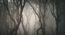 Experiența unei britanice, pe timp de noapte, în cel mai bântuit loc din România, pădurea Hoia Baciu!