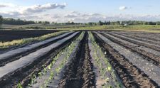 (P) De la semințe de roșii la răsaduri de roșii – pas cu pas către o salată gustoasă!