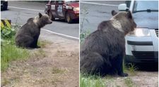 VIDEO Revoltător! Momentul în care un individ încearcă să lovească un urs cu mașina, pe Transfăgărășan! Polițiștii l-au identificat pe bărbat