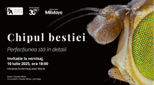 Muzeul Antipa deschide expoziția „Chipul bestiei. Perfecțiunea stă în detalii” – o incursiune spectaculoasă în lumea ascunsă a insectelor