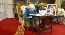 Cu cine vor rămâne câinii Reginei Elisabeta.  De-a lungul vieții, fosta suverană a avut peste 30 de câini din rasa Corgi