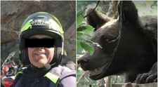 Ce a apucat să facă motociclistul ucis de ursoaică pe Transfăgărășan înainte de a fi atacat de animal. Detalii despre tragedia care a îngrozit turiștii