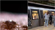 Ploșnițele au invadat metroul din București. Călătorii ar putea pleca cu insectele acasă: „Avem şi anumite poze că angajații au fost deja ciupiţi”