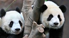 Acești urși panda s-au împerecheat pentru prima dată în 10 ani, iar chinezii sunt în al nouălea cer
