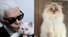 Cea mai bogată pisică din lume a rămas fără moștenire. Choupette, felina lui Karl Lagerfeld, nu a primit niciun ban din averea designerului
