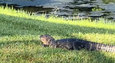 Momentul ireal când o femeie aruncă cu papucul într-un aligator! Reacția neașteptată a bestiei VIDEO viral