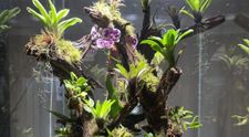 La Festivalul Brazilor de Crăciun s-a vândut un terarium cu plante exotice în valoare de 35.000 de euro