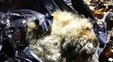 A fost abandonat intr-un sac de gunoi in padure, dar a avut noroc. Ce s-a intamplat cu acest caine