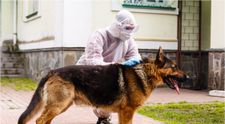 Se antrenează câini pentru detectarea noului coronavirus! Cum funcționează metoda și ce rezultate are