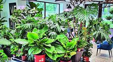 Un ieșean a dat lovitura după ce a deschis o afacere inedită! Cum arată hotelul pentru plante și cât costă cazarea 