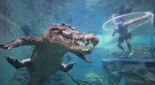 Parcul de distracții unde turiștii pot înota alături de crocodili, într-o cușcă de sticlă