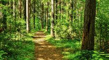 Arma împotriva schimbărilor climatice. Pădurile României au o șansă mai bună de supraviețuire față de cele din Europa