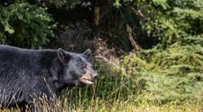 Un luptător MMA, în vârstă de 27 de ani, a murit după ce a fost atacat de urs
