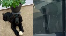 Revoltă după ce cățelușa bătută cu bestialitate de stăpân într-un restaurant din București a ajuns din nou la proprietar: „Nu pot să cred! Cățelușa este într-un pericol uriaș”