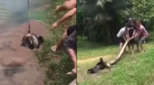 3 barbati se lupta cu un anaconda care a prins un caine! Cum se termina scena dramatica