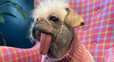 Cel mai urât câine din Marea Britanie e un metis de 5 ani pe nume Peggy. „E adorabil”