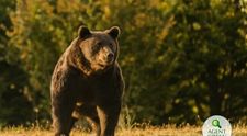 Cum s-au aflat detaliile despre uciderea ursului Arthur? Povestea anchetei jurnalistice