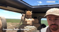 Ce se intampla cand un ghepard reuseste sa intre in masina unui fotograf