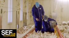 VIDEO George Safir învață cum se îngrijesc puii cu creștere lentă în ferma companiei