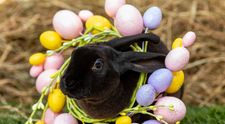 Câte zile libere vor avea angajații români de Paște și de 1 Mai (Ziua Muncii)