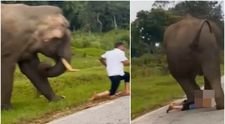 Terifiant! Un turist a fost călcat de un elefant, după ce a încercat să facă un selfie. S-a ales cu răni grave și amendă VIDEO