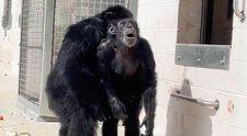 Imagini emoționante cu un cimpanzeu care a văzut cerul pentru prima dată, după 29 de ani de captivitate