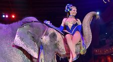 Ce se intampla cu animalele de la circ in Marea Britanie