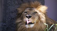 O grădină zoologică a stârnit revoltă în online după ce a cerut publicului să doneze animale de companie pentru a fi sacrificate și date drept hrană prădătorilor: „Vor fi eutanasiate cu blândețe”