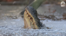 A vazut un crocodil inghetat de viu cu botul afara din gheata! Ce se intampla cand se apropie de el