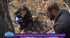 VIDEO În codrii Bucovinei, în căutarea apei de mesteacăn