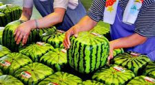 Unde crezi ca s-au inventat pepenii patrati? Vezi cu cat s-a vandut primul pepene patrat
