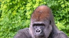 (P) King Kong a împlinit venerabila vârstă de 90 de ani