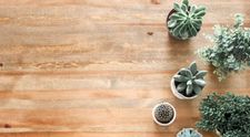 (P) 5 plante decorative care atrag norocul în casă