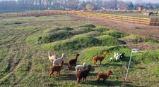 Valea Ciutelor, locul unde poți să te plimbi printre exemplare de alpaca și căprioare. Unde se află și cât costă - FOTO