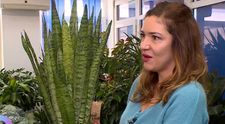 Care sunt beneficiile plantelor de interior, dar și cum se aleg și se îngrijesc acestea, ne spune specialistul