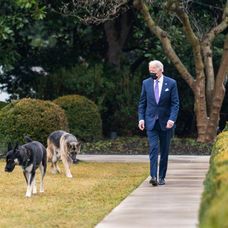 Câinii lui Joe Biden, mutați de la Casa Albă după ce au devenit agresivi. Unde au ajuns patrupedele