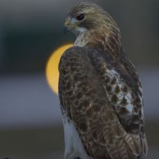 Pale Male, vineri, 21 ianuarie 2011