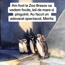 pinguini