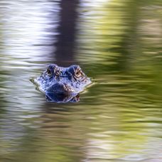 shutterstock_2175520889
