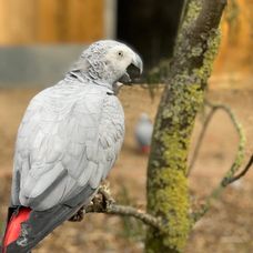 papagali, parrots, injuraturi. Credit foto: Lincolnshire Wildlife 