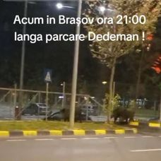 ascccd