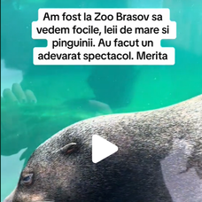 zoo brasov233